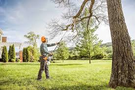 How Our Tree Care Process Works  in Hallandale Beach, FL